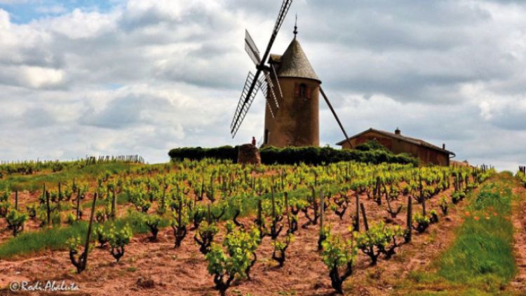 Côté Vignobles
